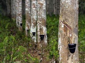 Tapping incision on hevea bark